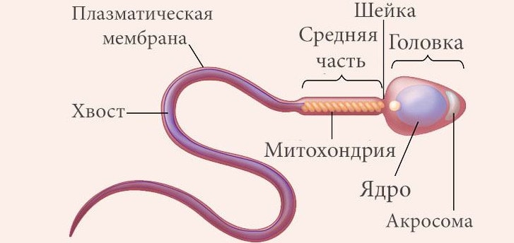 Строение сперматозоида