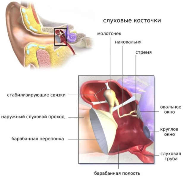 Строение среднего уха человека