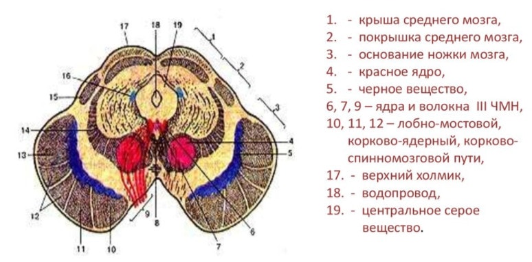 Строение среднего мозга