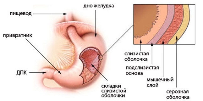 Строение стенки желудка