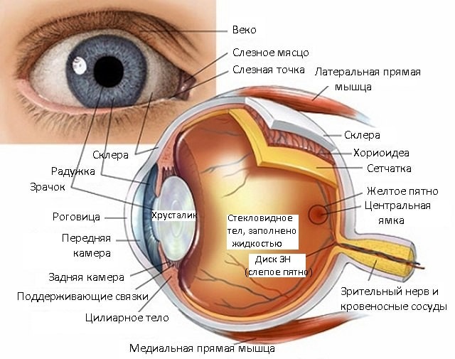 Строение зрительного анализатора человека