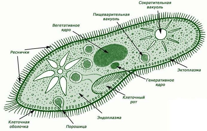 Строение инфузории туфельки рисунок с подписями