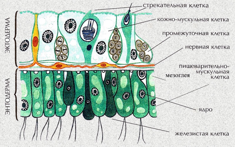 Строение кишечнополостных