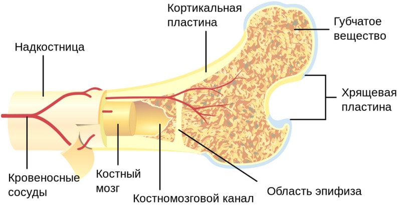 Строение кости человека