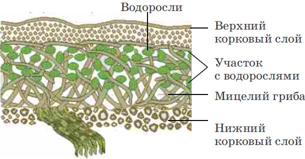 Строение лишайника