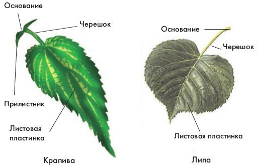 Строение листа