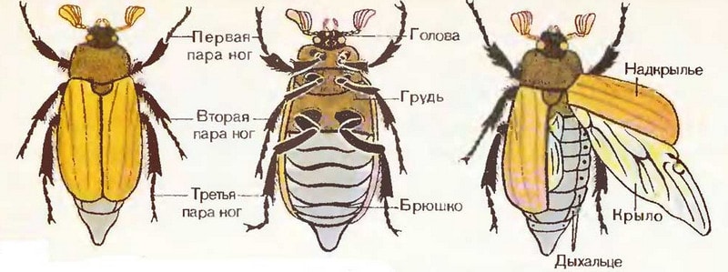 Внешнее строение насекомых