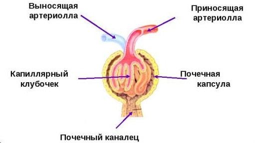 Строение нефронов