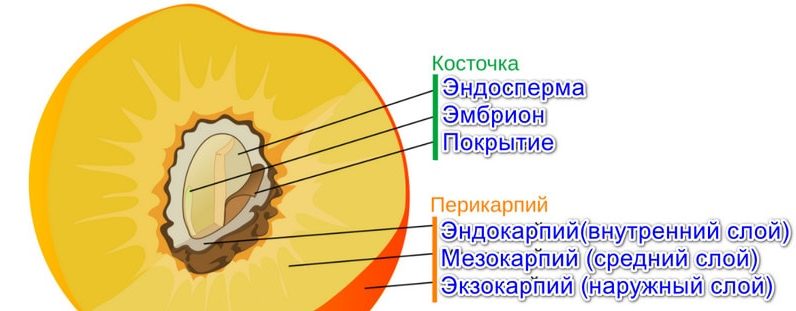 Строение плода растения