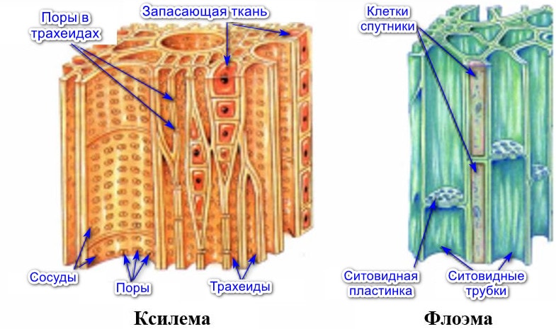 Строение проводящей ткани растений