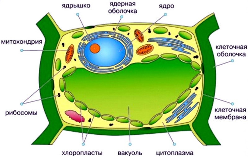 Органеллы растительной клетки