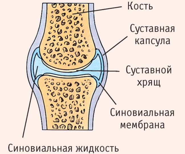 Строение сустава человека