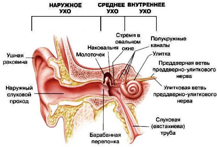 Строение слухового анализатора человека