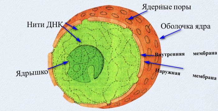 Строение клеточного ядра