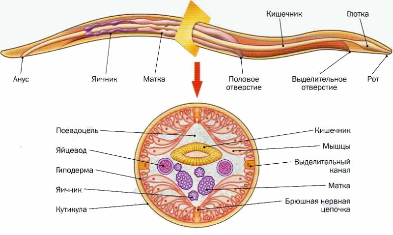 Строение аскариды человеческой