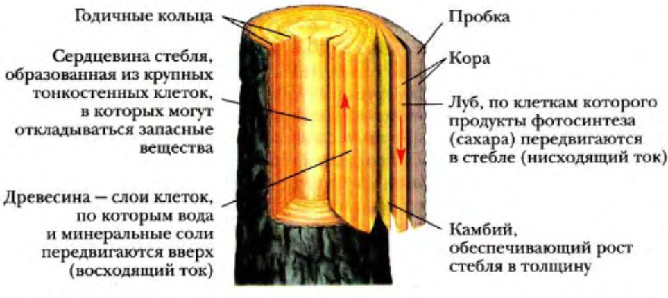 Внутреннее строение стебля