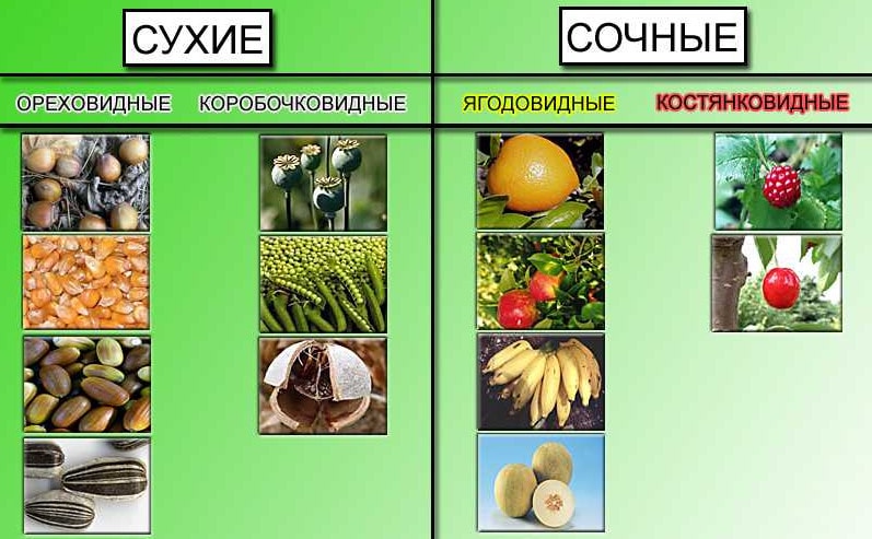 Различают сухи и сочные плоды