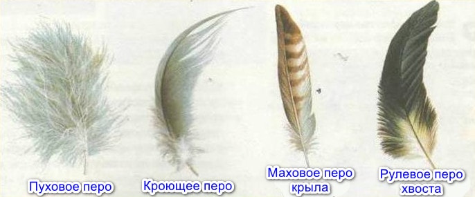 Типы перьев птиц
