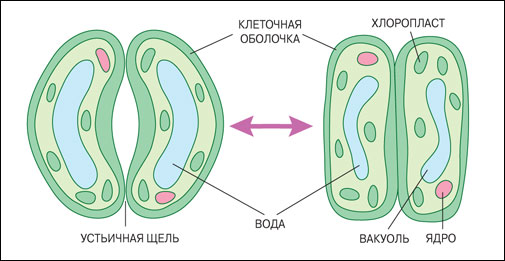 Устьичная щель листа