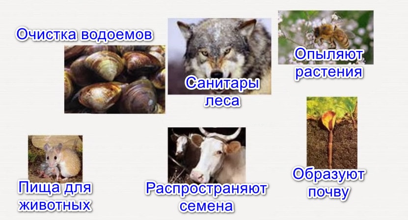Значение животных в природе