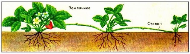 Вегетативное размножение