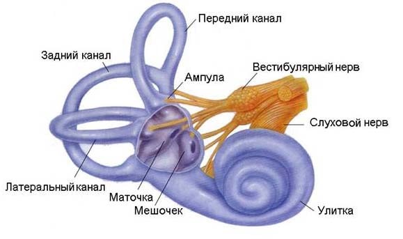 Строение вестибулярного аппарата