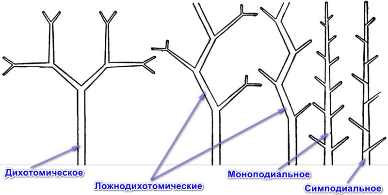 Типы ветвления стебля