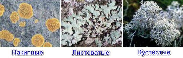 Виды лишайников