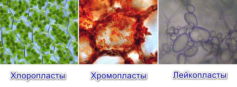 Виды пластид: хлоропласты, хромопласты, лейкопласты