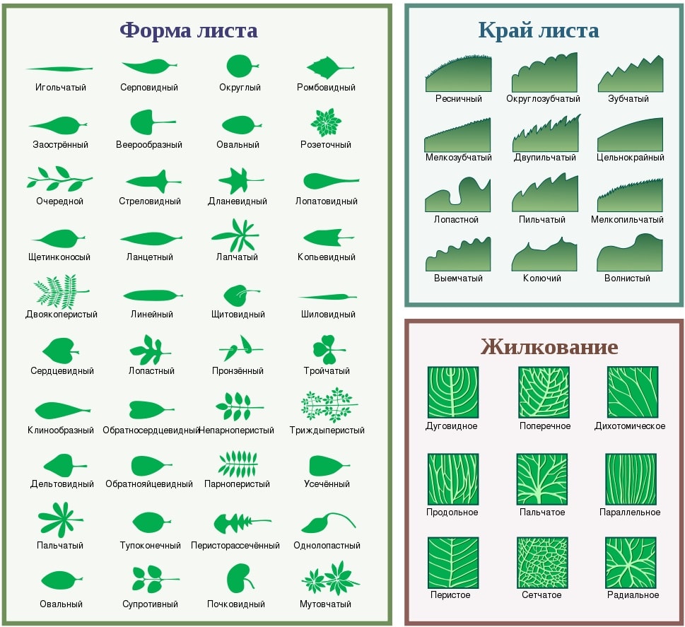 Виды листовых пластин