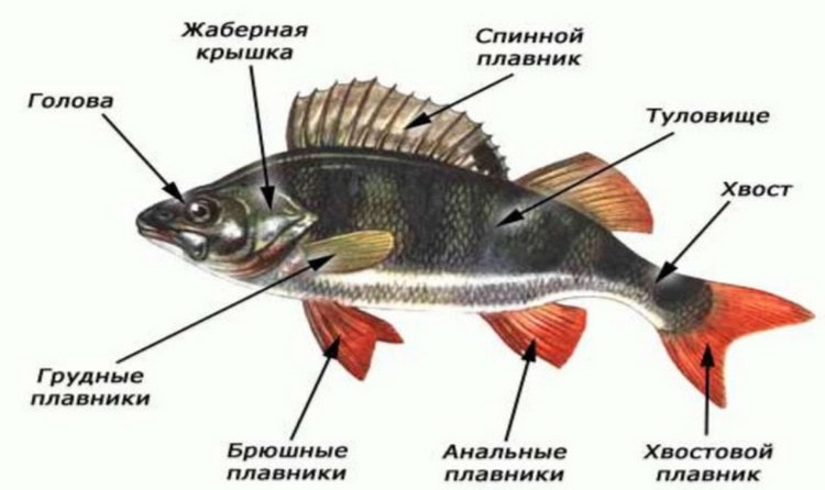 Внешнее строение рыб