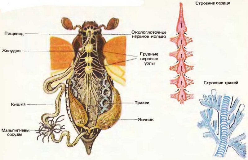 Внутреннее строение насекомых