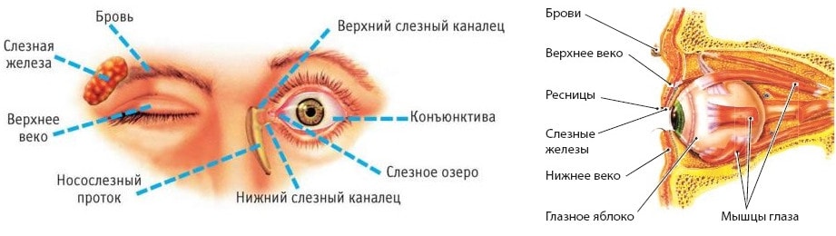 Строение вспомогательного аппарата зрения