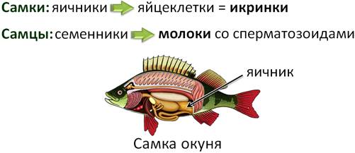 Окунь