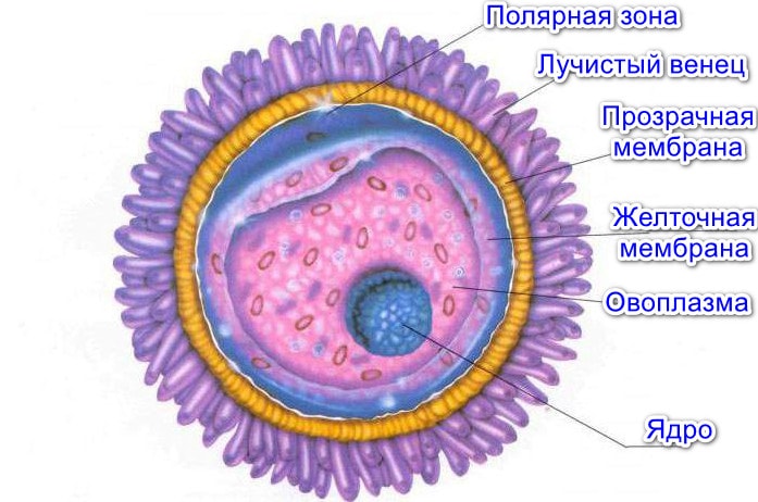 Строение яйцеклетки