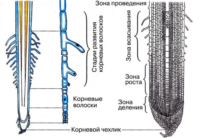 Рисунок: зоны корня растения