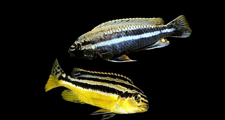 Ауратус цихлида melanochromis: содержание рыбки золотой попугай в домашних условиях, особенности ухода