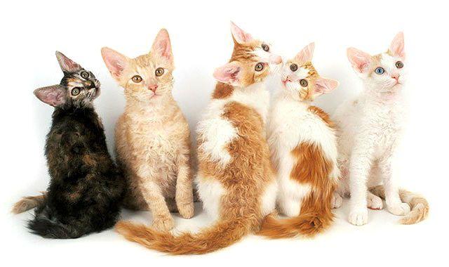 Кошка лаперм: описание и особенности породы