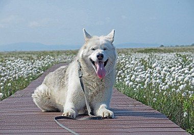 Аляскинский маламут: подробно о породе, фото собаки, щенки