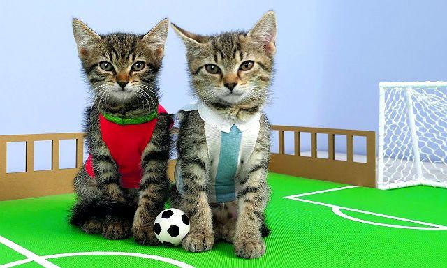 Имена для котов и кошек: список красивых, легких, популярных, современных, редких кличек