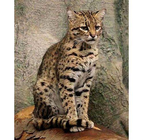 Кошка сафари: описание породы и особенности характера