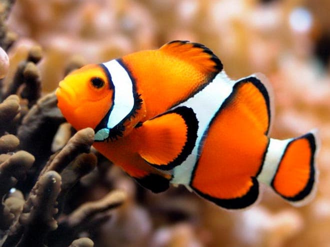 Рыба клоун в аквариуме (amphiprion percula, перкула): где живет, содержание в аквариуме, фото