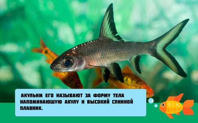 Акулий балу (барбус): содержание аквариумной рыбки, совместимость с другими рыбками, разведение, фото, уход, отзывы, цена, заболевания, нерест, кормление, параметры воды, поведение