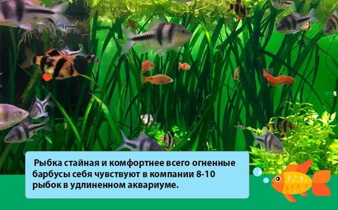 Барбус огненный (вуалевый, неоновый): размножение (разведение), содержание, фото, совместимость