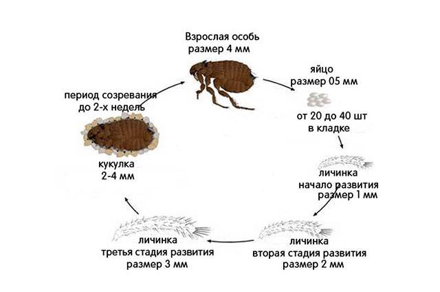 Кусают ли кошачьи блохи людей: как избавится от паразитов у животного и в доме