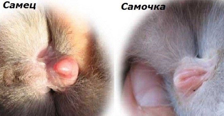 Как отличить крола от крольчихи, как определить пол декоративного кролика