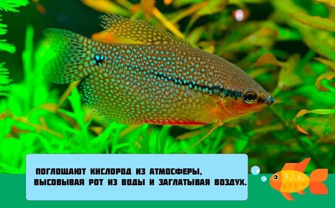 Гурами жемчужный (перламутровый): содержание, уход, совместимость с другими рыбками, отличия самца и самки, разведение в домашних условиях, нерест, параметры воды, внешний вид, кормление, болезни