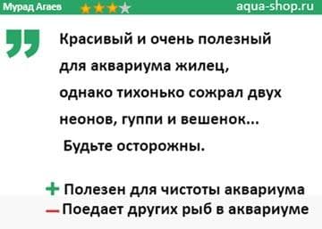 Анциструс звездчатый (сом l181): содержание, разведение (размножение), фото, уход, внешний вид, совместимость, кормление