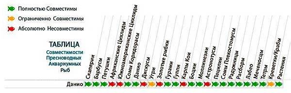 Рыбки данио: уход, содержание, разновидности (виды), совместимость (с кем уживаются), чем кормить, размножение (нерест)
