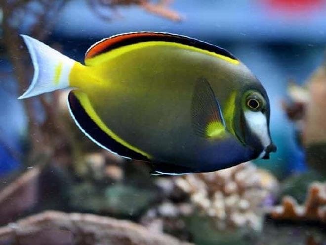 Голубой хирург (рыбка paracanthurus hepatus): виды (белогрудый или leucosternon, lineatus, triostegus, японский, pyroferus), содержание, кормление, совместимость